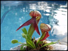 cobra_lily